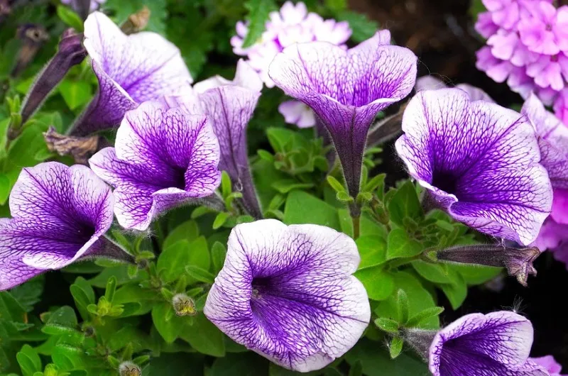 Посейте петунию