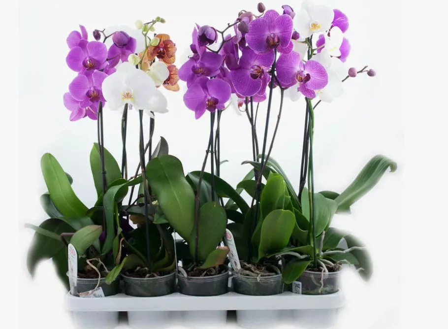 Фаленопсис 2 вет микс d12 h55 