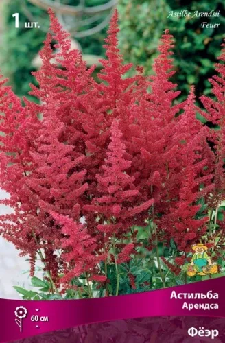 Корневище Астильба Арендса Фёэр I 1шт Поиск 