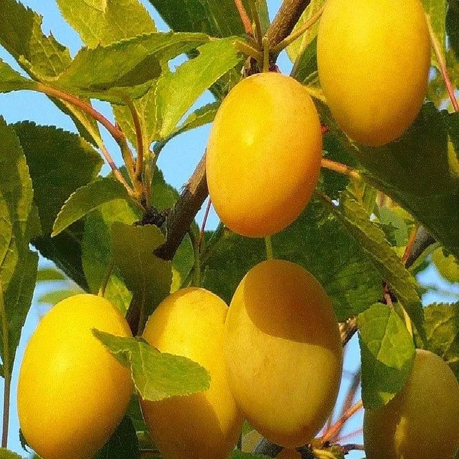 Слива Золотая капля v7 100-140 Lav 