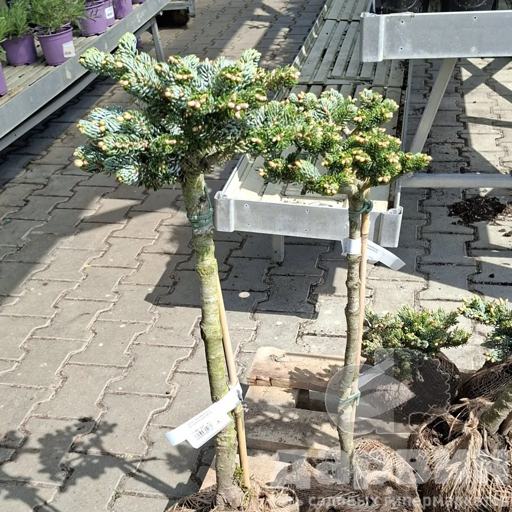 Пихта корейская Когоутс Айсбрейкер штамб 40 Tw 