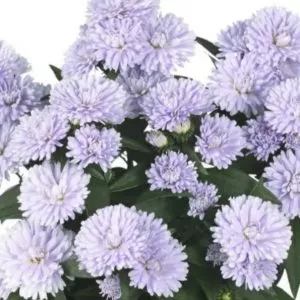 Астра Шоумэйке Полар d12 ХР 