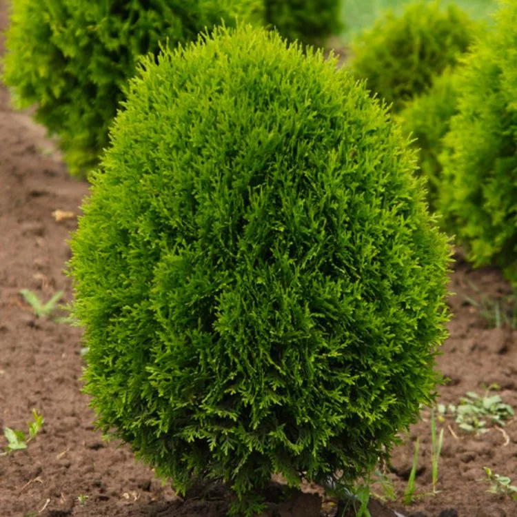 Туя западная Литл Джиант v2 Lav 