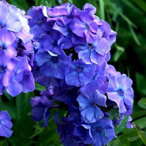 Корневище Флокс метельчатый Блу Парадайс 1 шт Поиск 