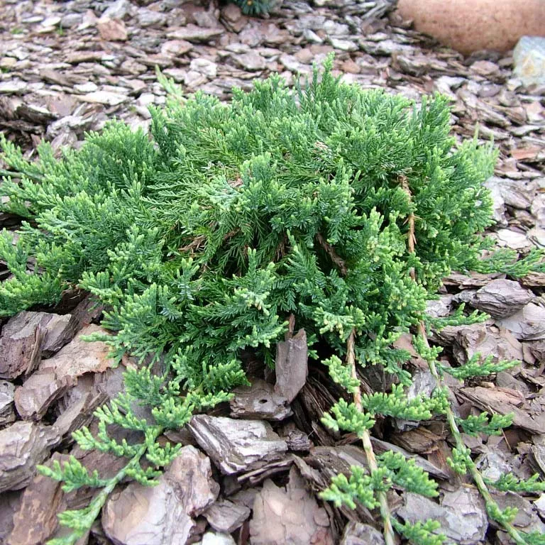 Можжевельник горизонтальный Вилтони v5-10 h20-25 Tim 