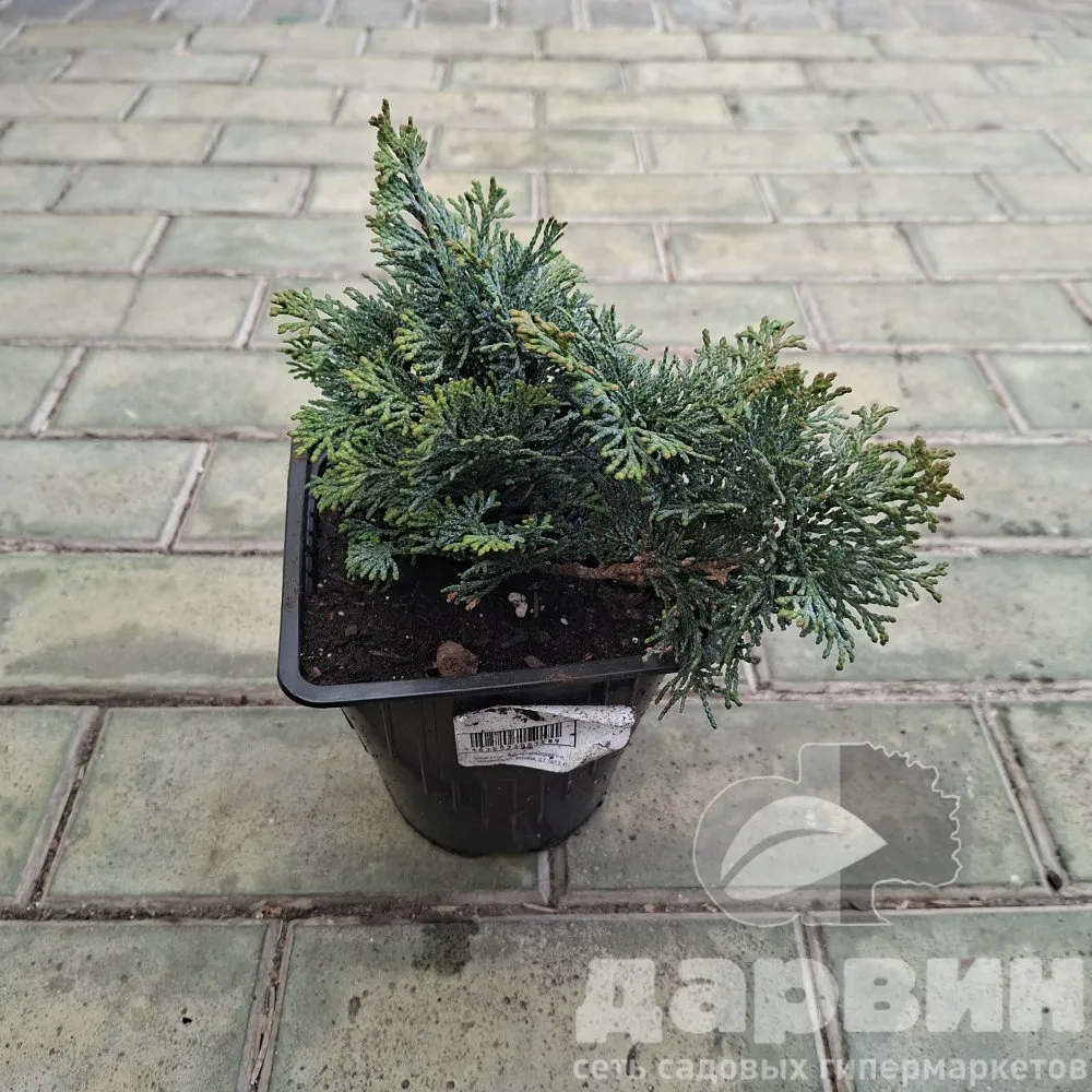 Кипарисовик тупой Нана грацилис v2 Lav 