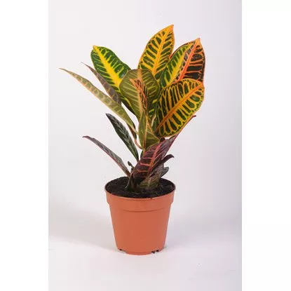 Кодиеум Петра 3ст d12 h35 