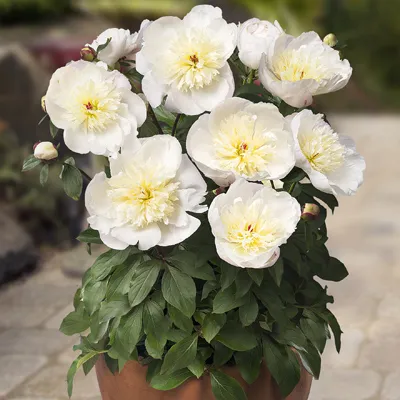 Корневище Пион патио Мадрид 1шт Поиск 