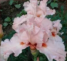 Ирис германский Лена Мей v2 Tim 