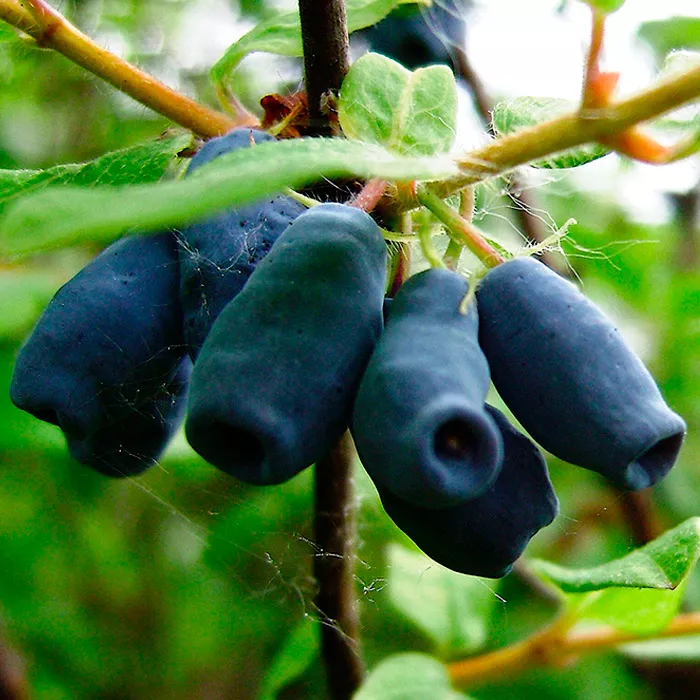 Жимолость плодовая Гжелка v2-3 