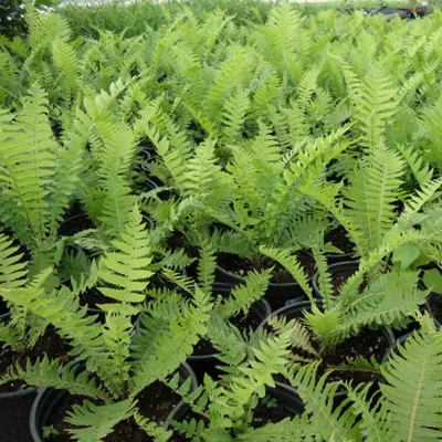 Корневище Папоротники Страусник обыкновенный I 1шт Поиск 