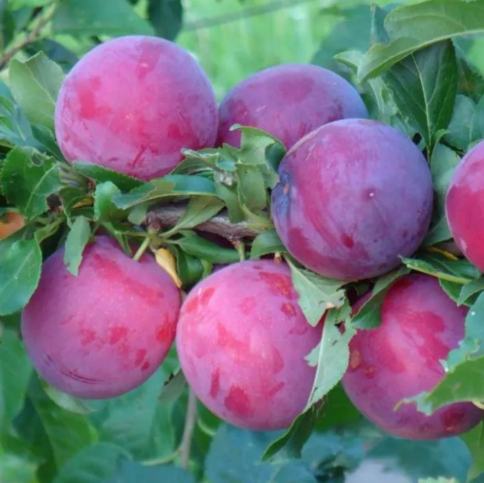 Алыча Кубанская комета 80-100 Tim 