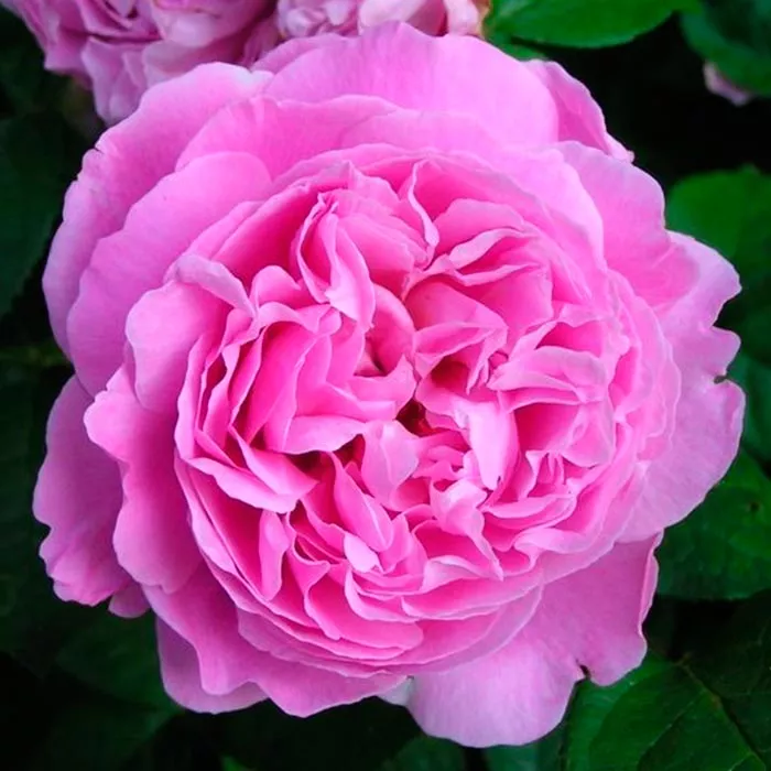 Роза английская Мэри Роузе с5, Tim 