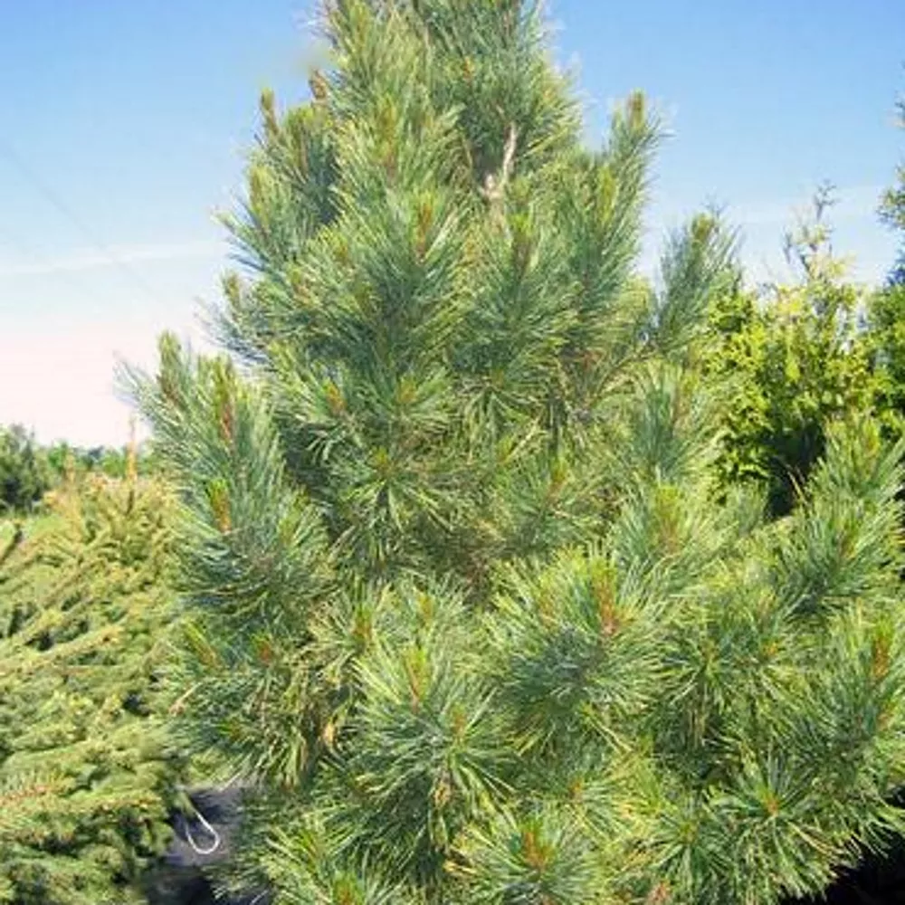 Сосна кедровая 70-80см 