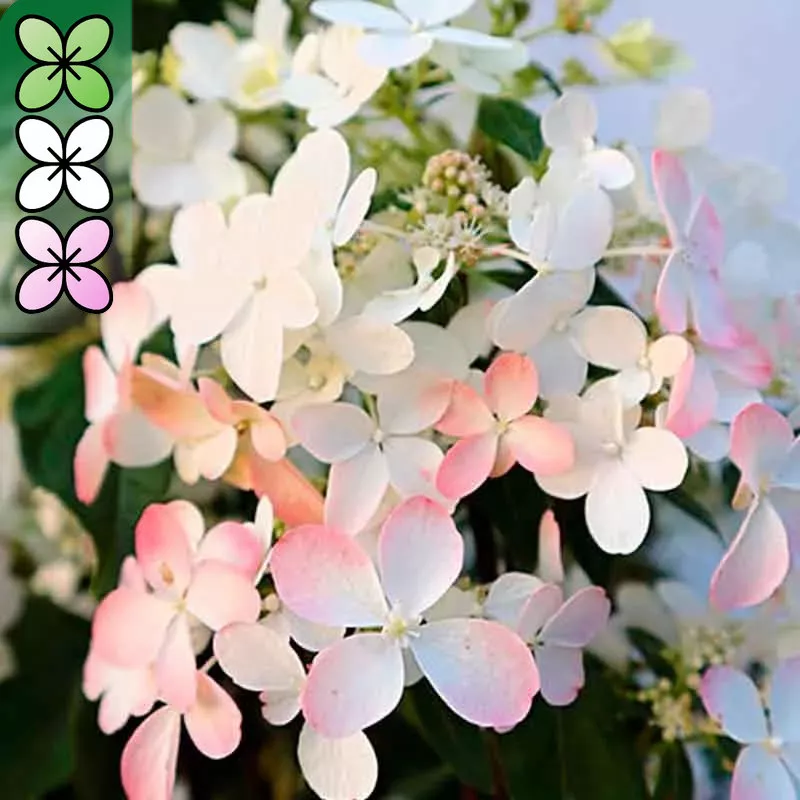 Гортензия метельчатая Панзола v3 Lav 