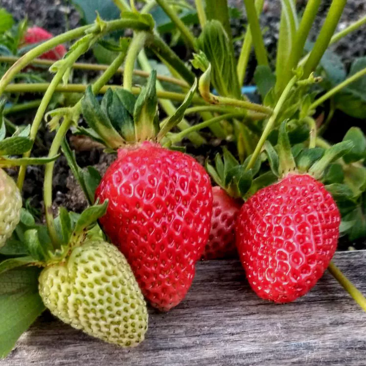 Земляника садовая ремонтантная Вима рина d11 Tim 