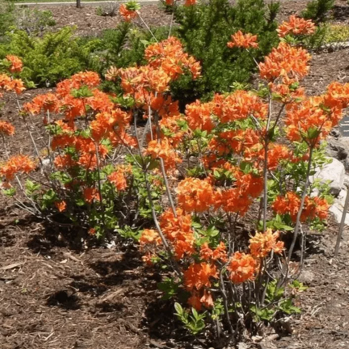 Азалия гибридная Мандарин Лайтс Р9 