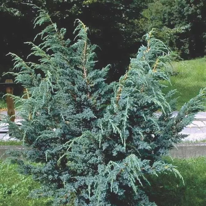 Можжевельник чешуйчатый Мейери v5 Lav 