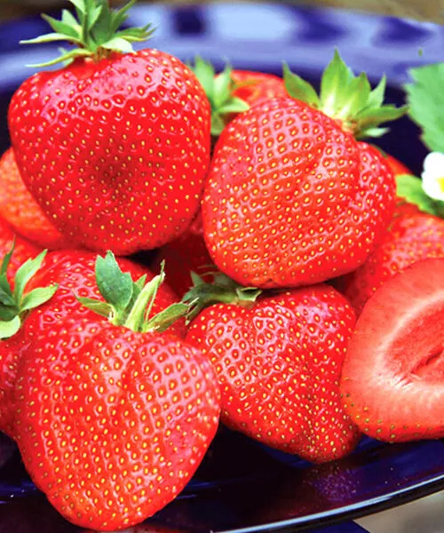 Земляника ремонтантная Королева Елизавета-2 p9 Tim 