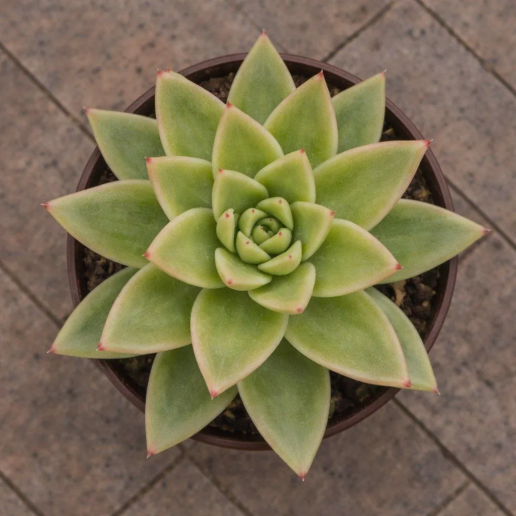 Эхеверия Агавоидес Поинт Вайт d12 h16 