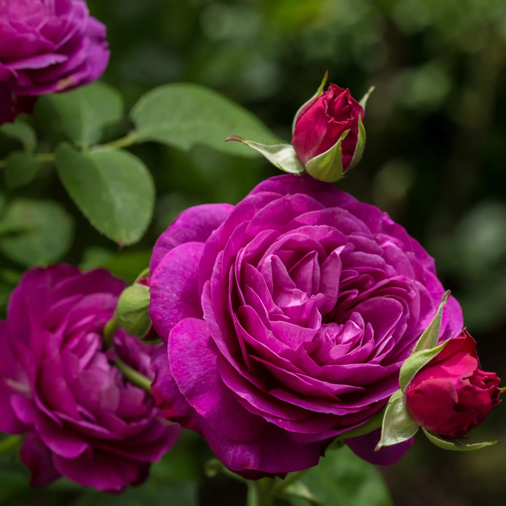 Роза патио Хайди Клум v5 Tim 