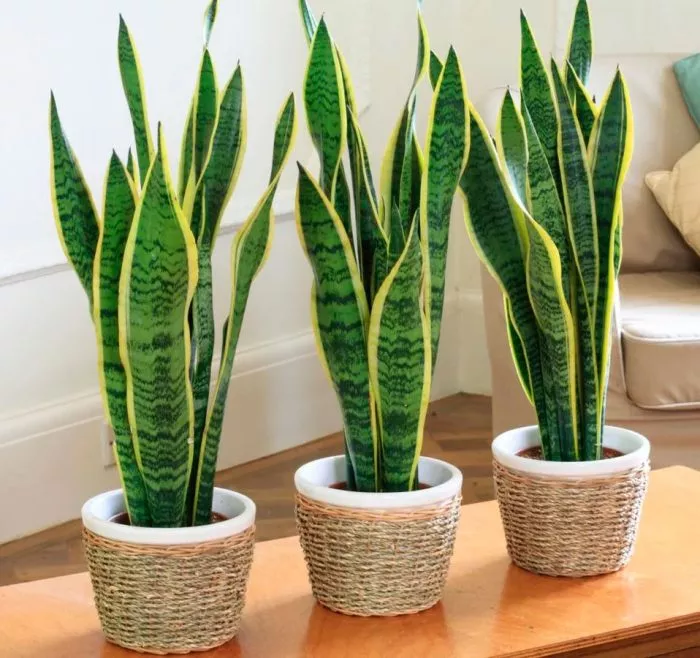 Сансеверия d12 ЕТК 