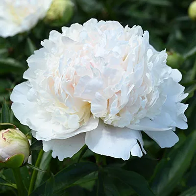 Кореневище Пион молочноцветковый Бразер Чак 1шт Поиск 