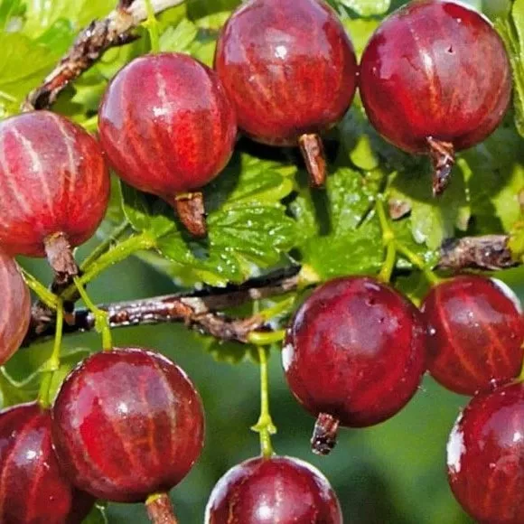 Крыжовник Русский, красный v5 Tim 