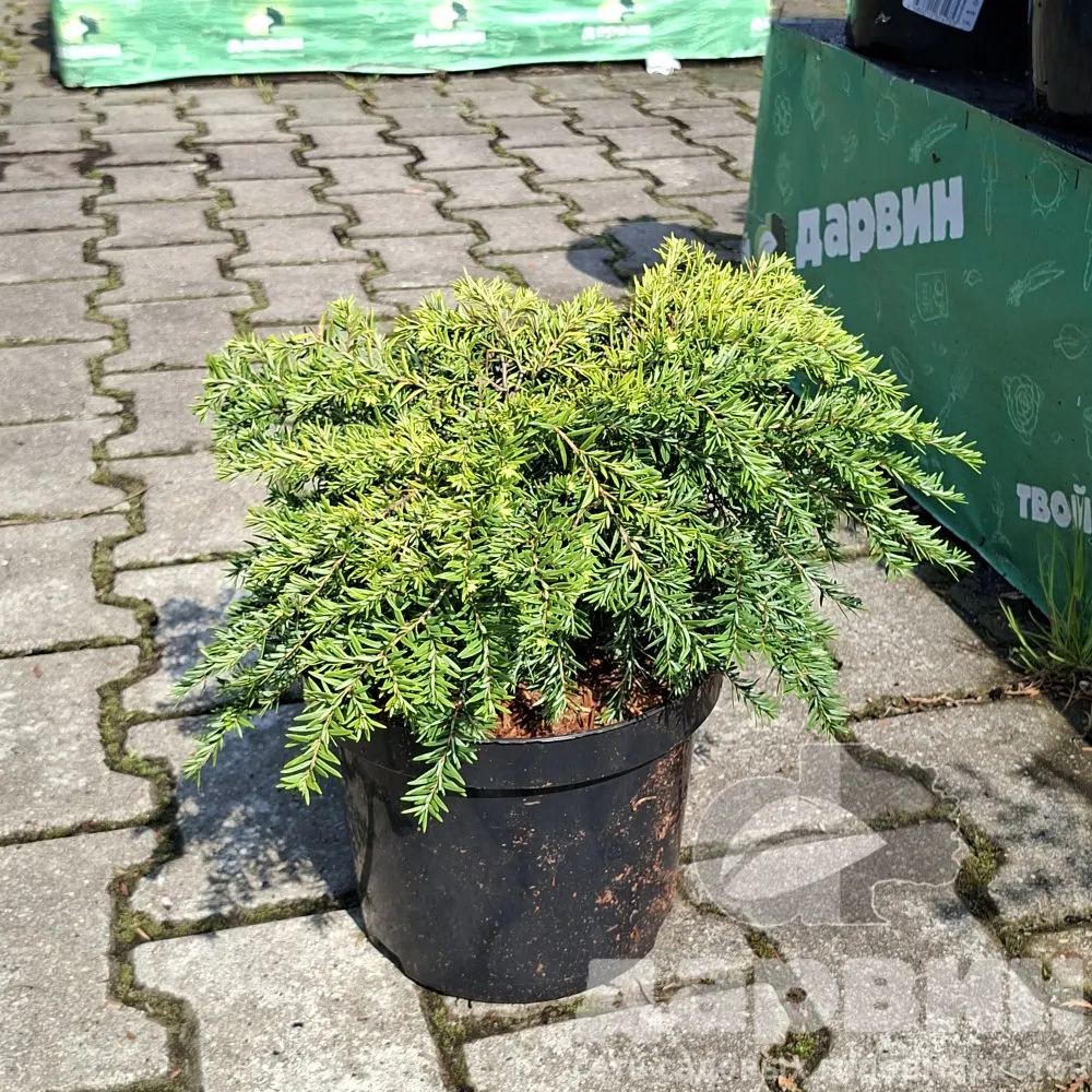 Тсуга канадская Джедделох C4 25-30 cm Mt 