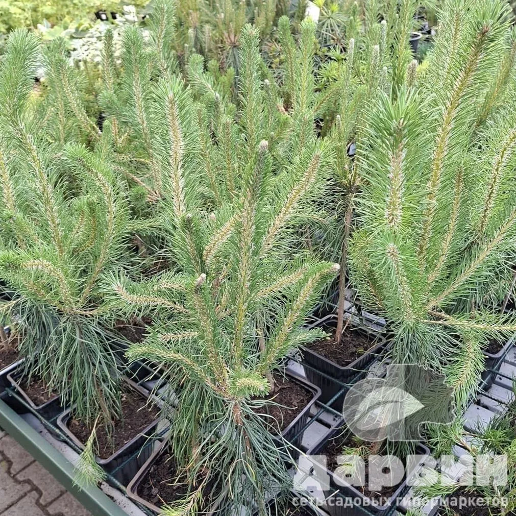 Сосна обыкновенная v2 Lav 