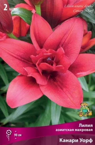 Луковица Лилия азиатская махровая Канари Уорф 2шт Поиск 