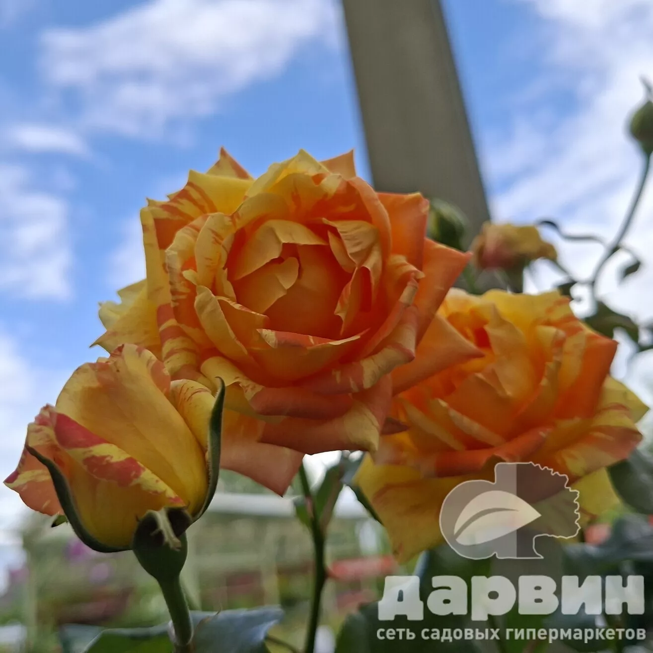 Роза на штамбе Марвел C20, штамб 90 YP 