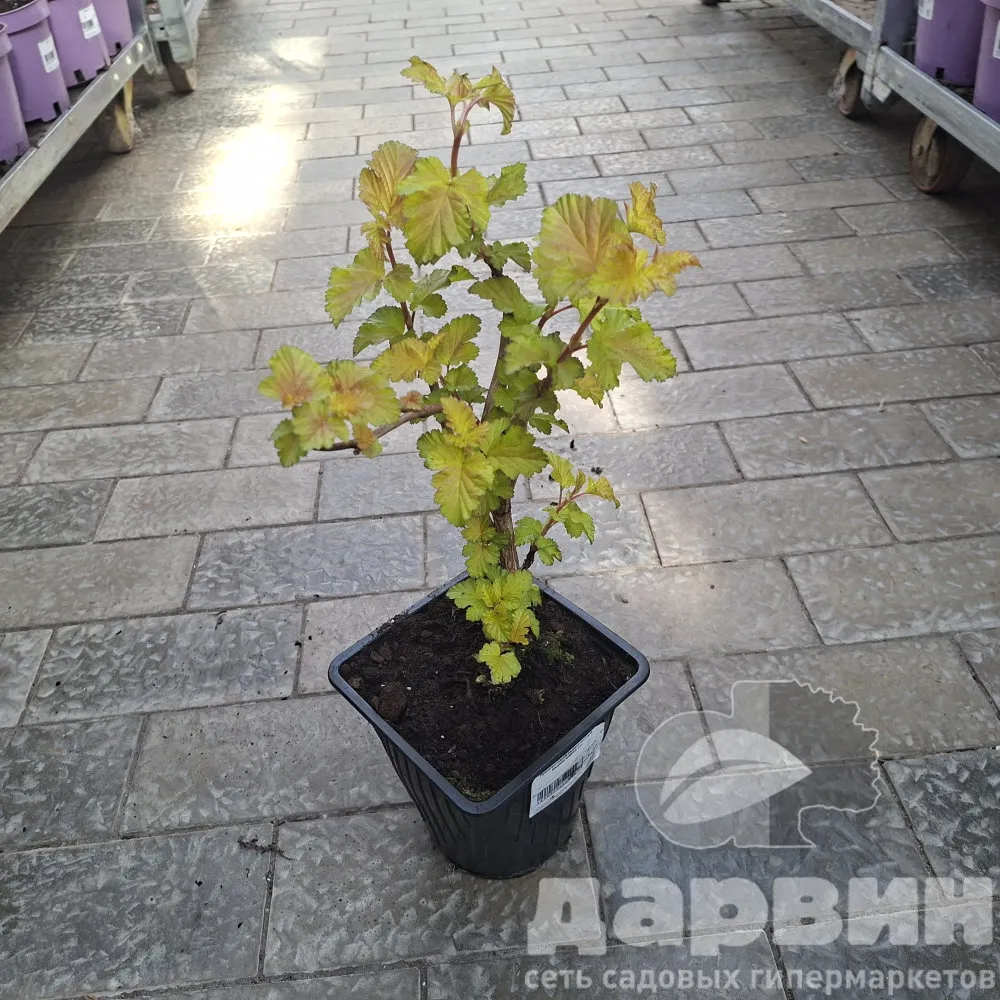 Пузыреплодник калинолистный Меджик Бол v2 Lav 