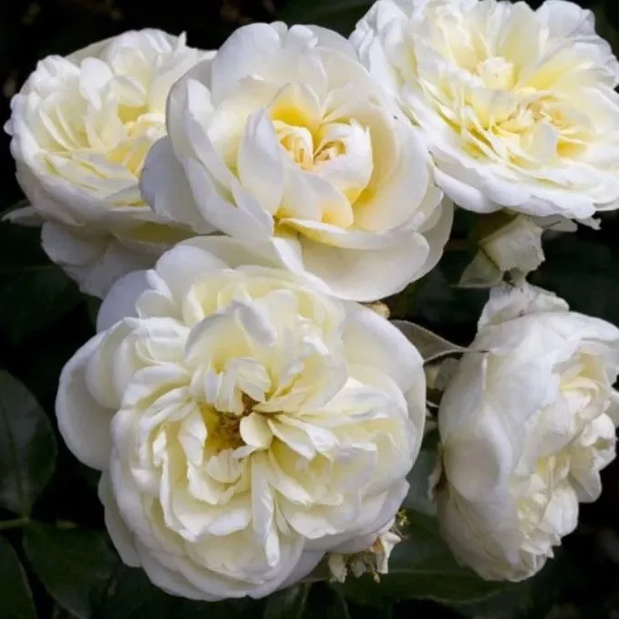 Роза флорибунда Леди Романтика v5 Lav 