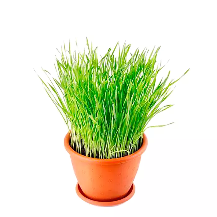 Трава для кошек d9 Tim 