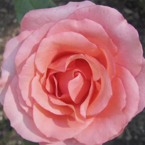 Роза чайно-гибридная Сандра с5, Tim 