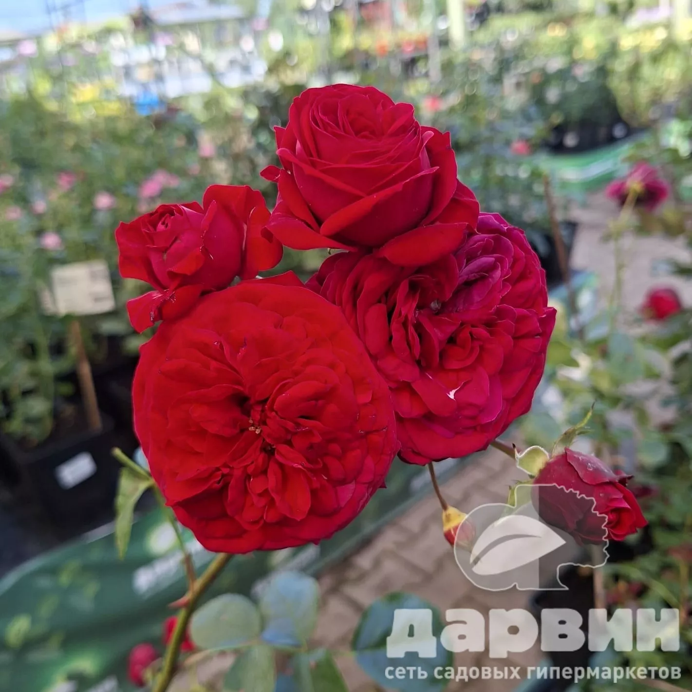 Роза флорибунда Скарлет Боника v5 Lav 