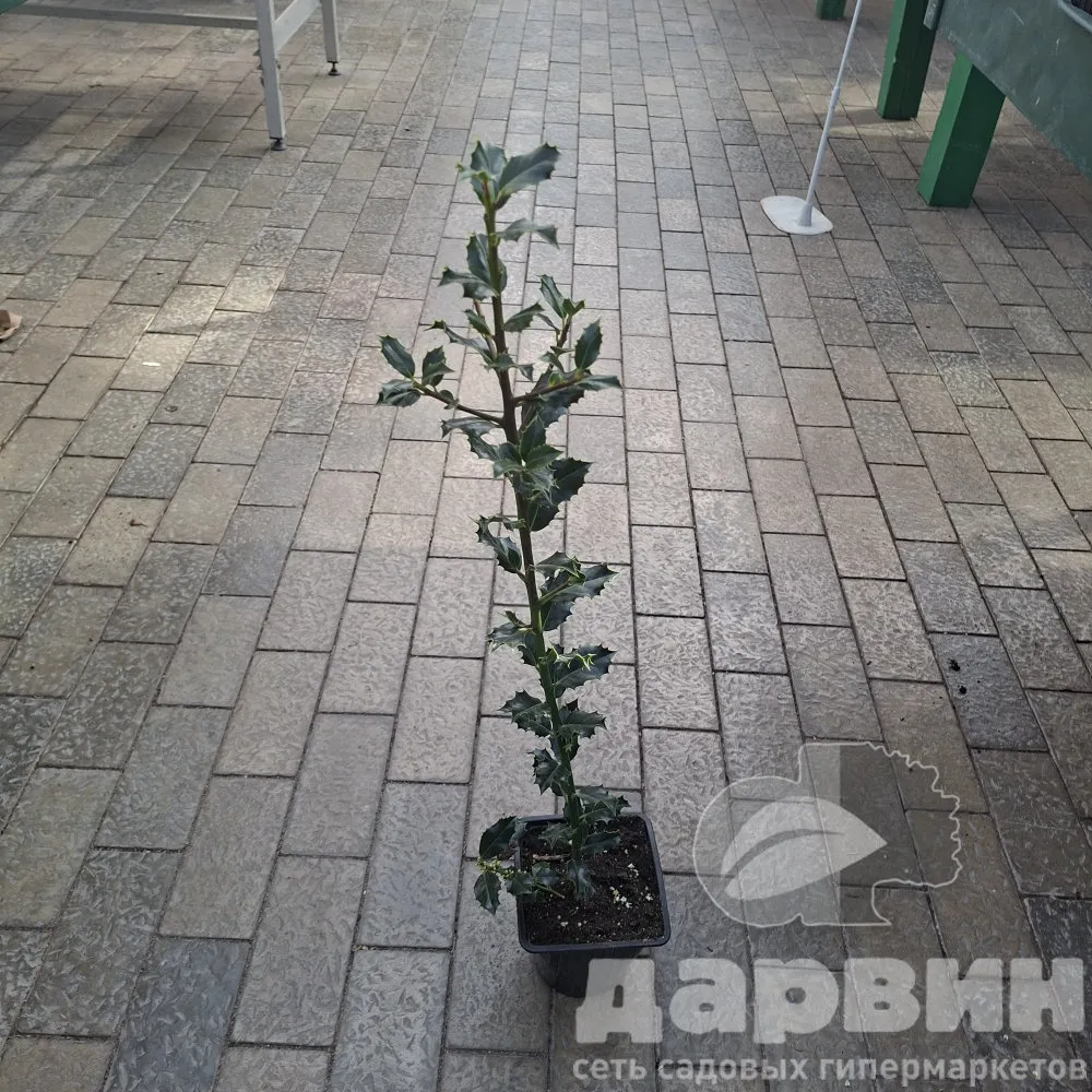 Падуб мезерва Блю Принц v2 Lav 