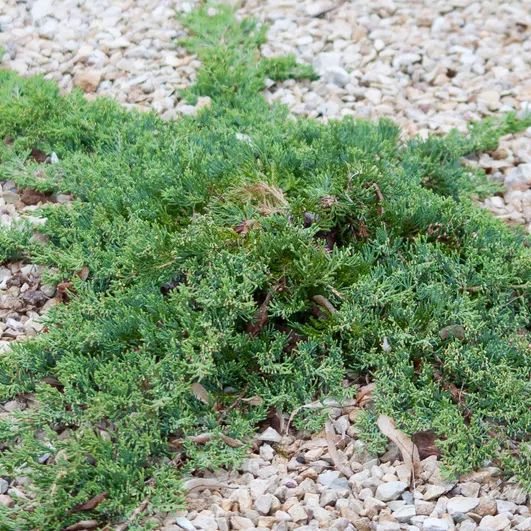 Растение можжевельник горизонтальный Кост оф майн 60-80см Lt2 