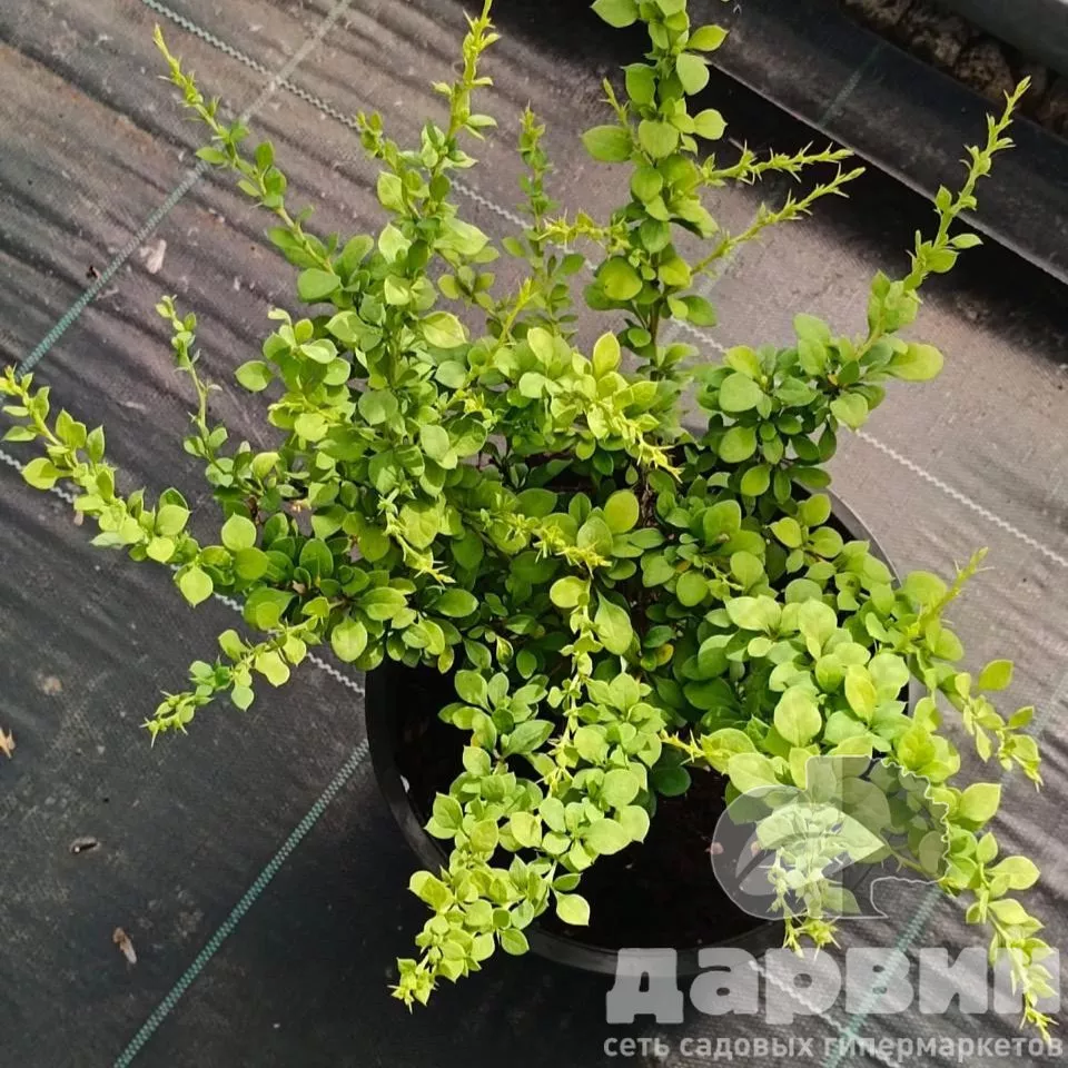 Барбарис тунберга Сансейшион v5 Lav 