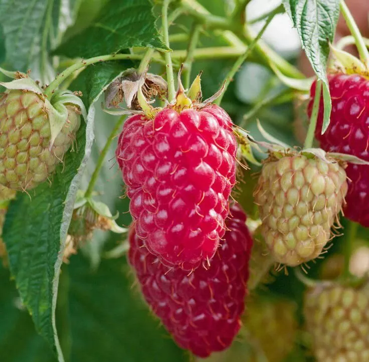 Малина ремонтантная Полонез v2 Tim 