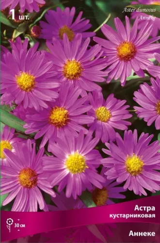 Астра кустарниковая Аннеке I 1шт Поиск 