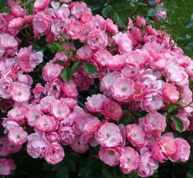 Роза флорибунда Анжела С3,5 ЦО 