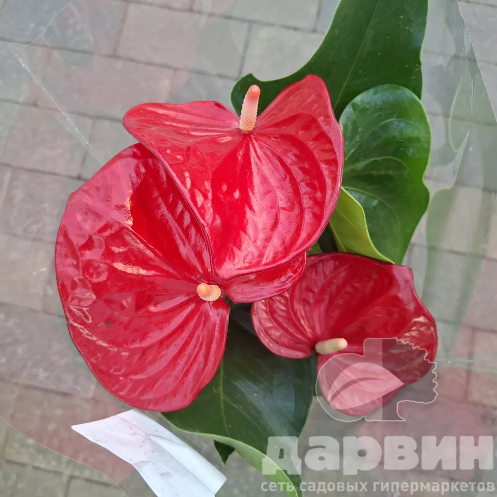 Антуриум Андреанум Миннесота d14 h50 