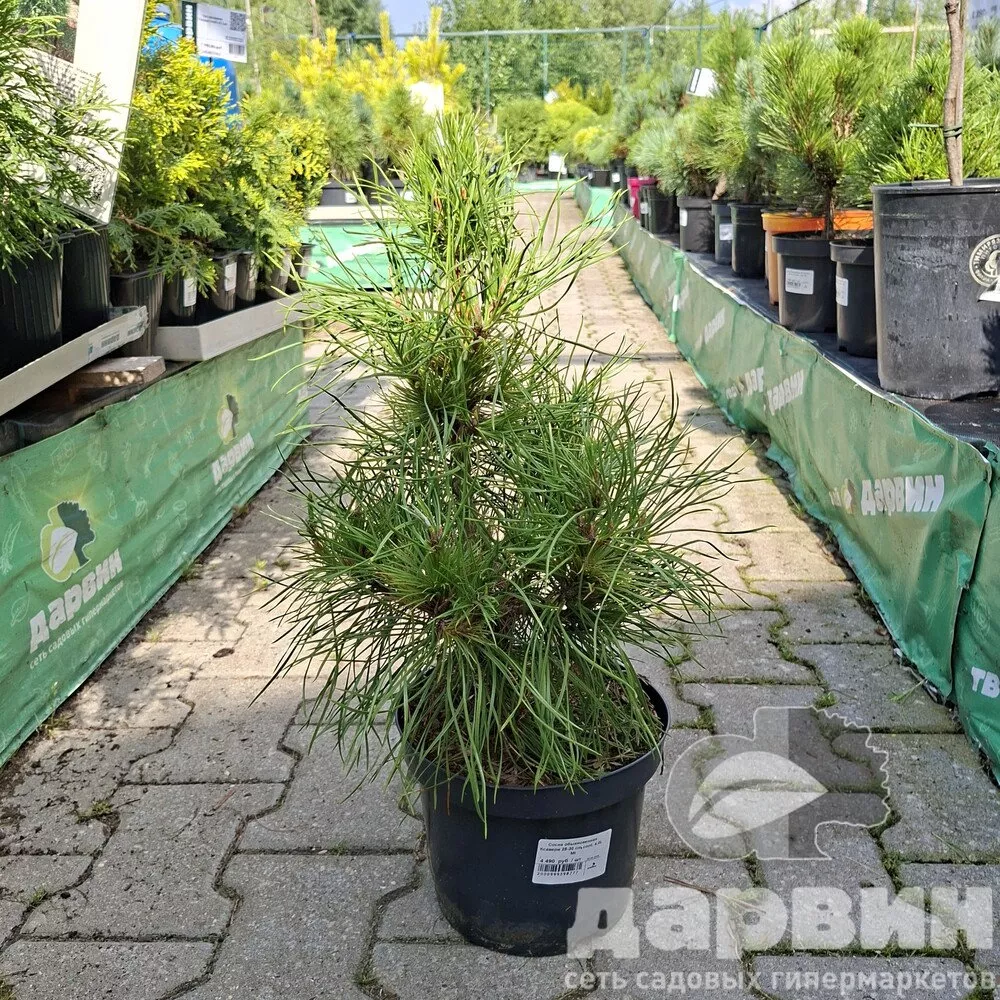 Сосна обыкновенная Ксавери 25-30 cm cont. 4,0L Mt 