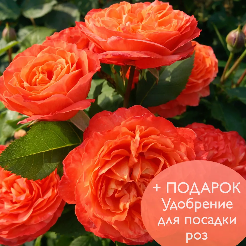 Роза шраб Эмильен Гийо в коробке Биосфера 