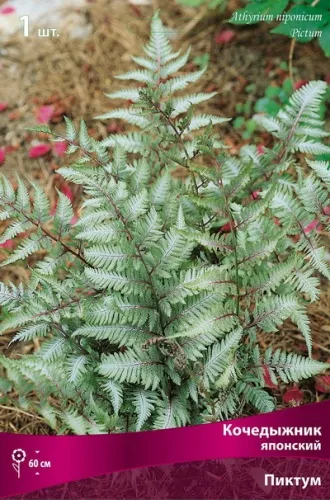 Кореневище Папоротники Кочедыжник японский Пиктум 1шт Поиск 