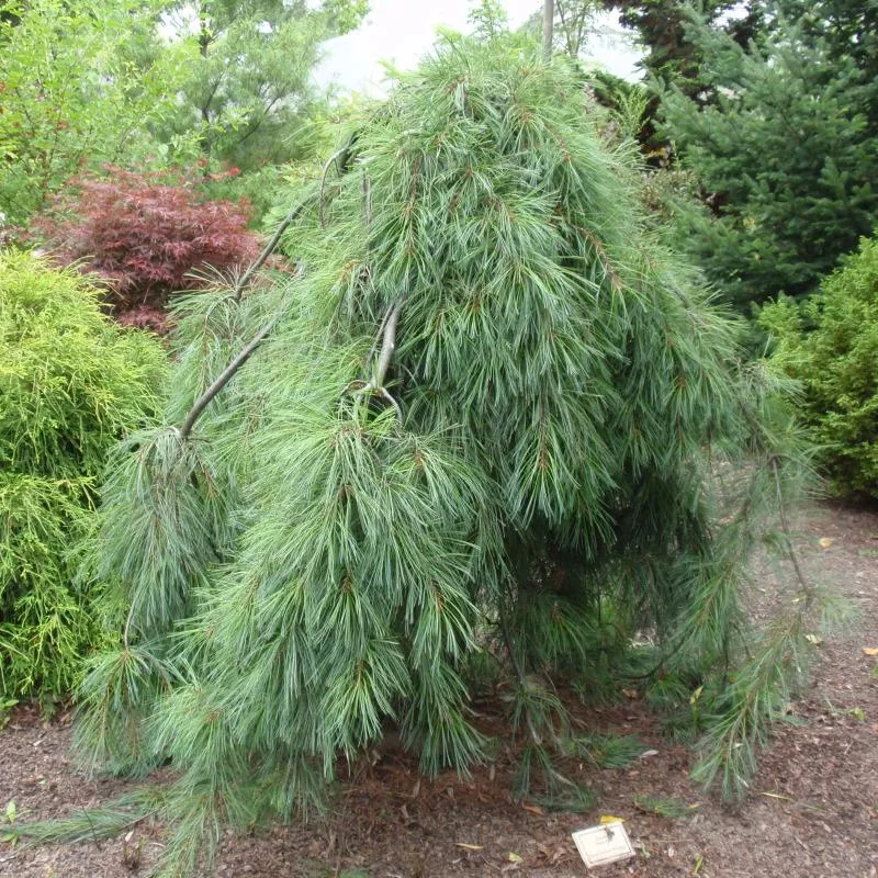 Растение сосна веймутова Пендула С4/50-60 