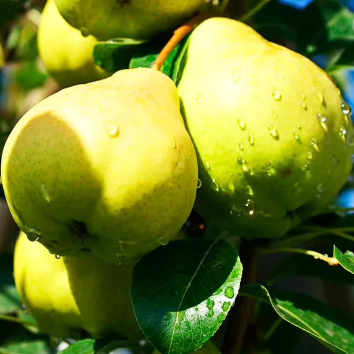 Груша Августовская роса v7/10 120-140 Tim 