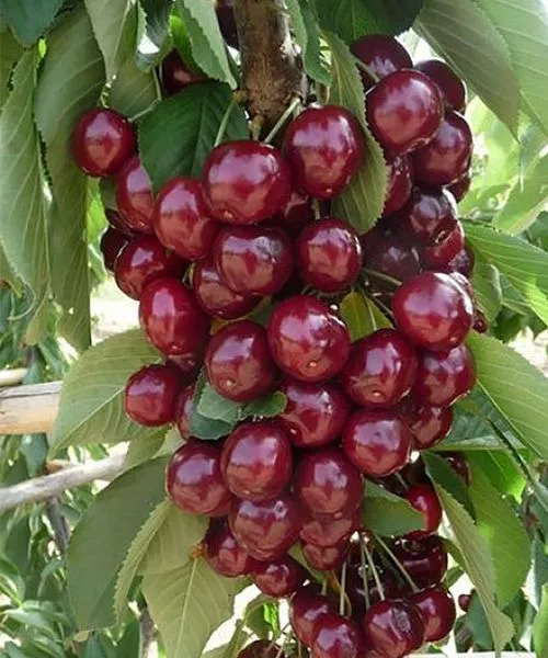 Вишня колоновидная Королева v5 80-100 Lav 